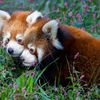 Photos: Red Panda Cubs Bring Debilitating Cuteness To Bronx, Prospect Park Zoos